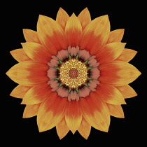 Flower Mandala, manipulated image created by multiplying section of plant into a complete geometric shape.