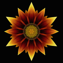 Flower Mandala, manipulated image created by multiplying section of plant into a complete geometric shape.