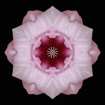 Flower Mandala, manipulated image created by multiplying section of plant into a complete geometric shape.