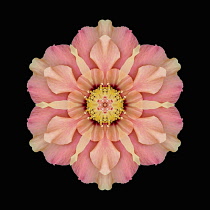 Flower Mandala, manipulated image created by multiplying section of plant into a complete geometric shape.