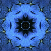 Flower Mandala, manipulated image created by multiplying section of plant into a complete geometric shape.