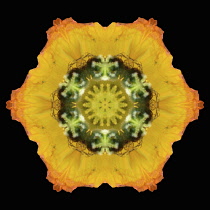 Flower Mandala, manipulated image created by multiplying section of plant into a complete geometric shape.