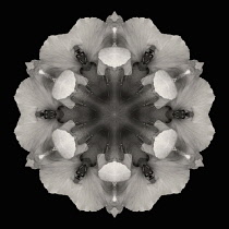 Flower Mandala, manipulated image created by multiplying section of plant into a complete geometric shape.