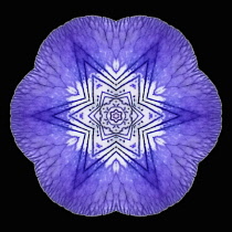 Flower Mandala, manipulated image created by multiplying section of plant into a complete geometric shape.