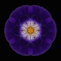 Flower Mandala, manipulated image created by multiplying section of plant into a complete geometric shape.