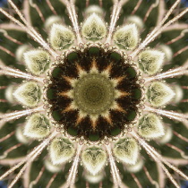 Flower Mandala, manipulated image created by multiplying section of plant into a complete geometric shape.