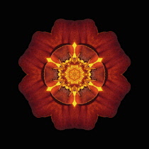 Flower Mandala, manipulated image created by multiplying section of plant into a complete geometric shape.