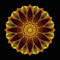 Flower Mandala, manipulated image created by multiplying section of plant into a complete geometric shape.