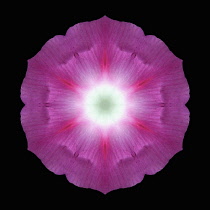 Flower Mandala, manipulated image created by multiplying section of plant into a complete geometric shape.