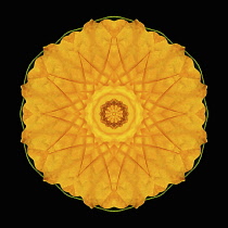 Flower Mandala, manipulated image created by multiplying section of plant into a complete geometric shape.