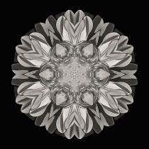 Flower Mandala, manipulated image created by multiplying section of plant into a complete geometric shape.