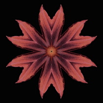 Flower Mandala, manipulated image created by multiplying section of plant into a complete geometric shape.