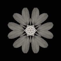 Flower Mandala, manipulated image created by multiplying section of plant into a complete geometric shape.