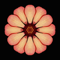 Flower Mandala, manipulated image created by multiplying section of plant into a complete geometric shape.