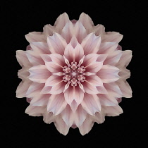 Flower Mandala, manipulated image created by multiplying section of plant into a complete geometric shape.