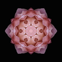 Flower Mandala, manipulated image created by multiplying section of plant into a complete geometric shape.