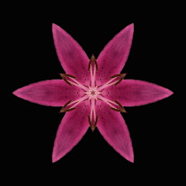 Flower Mandala, manipulated image created by multiplying section of plant into a complete geometric shape.