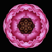 Flower Mandala, manipulated image created by multiplying section of plant into a complete geometric shape.