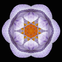 Flower Mandala, manipulated image created by multiplying section of plant into a complete geometric shape.