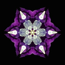 Flower Mandala, manipulated image created by multiplying section of plant into a complete geometric shape.