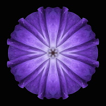 Flower Mandala, manipulated image created by multiplying section of plant into a complete geometric shape.