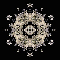 Flower Mandala, manipulated image created by multiplying section of plant into a complete geometric shape.