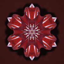 Flower Mandala, manipulated image created by multiplying section of plant into a complete geometric shape.