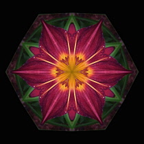 Flower Mandala, manipulated image created by multiplying section of plant into a complete geometric shape.