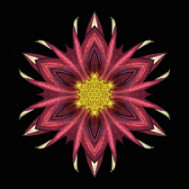 Flower Mandala, manipulated image created by multiplying section of plant into a complete geometric shape.