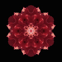 Flower Mandala, manipulated image created by multiplying section of plant into a complete geometric shape.