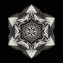 Flower Mandala, manipulated image created by multiplying section of plant into a complete geometric shape.