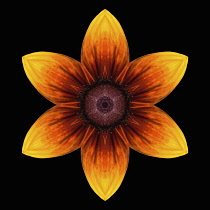 Flower Mandala, manipulated image created by multiplying section of plant into a complete geometric shape.