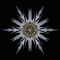 Flower Mandala, manipulated image created by multiplying section of plant into a complete geometric shape.