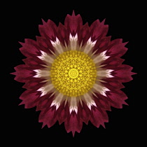 Flower Mandala, manipulated image created by multiplying section of plant into a complete geometric shape.