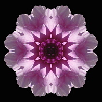 Flower Mandala, manipulated image created by multiplying section of plant into a complete geometric shape.