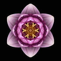 Flower Mandala, manipulated image created by multiplying section of plant into a complete geometric shape.