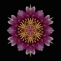 Flower Mandala, manipulated image created by multiplying section of plant into a complete geometric shape.