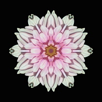 Flower Mandala, manipulated image created by multiplying section of plant into a complete geometric shape.