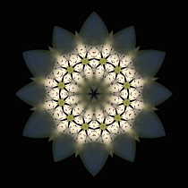 Flower Mandala, manipulated image created by multiplying section of plant into a complete geometric shape.