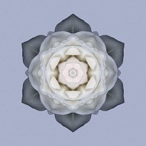 Flower Mandala, manipulated image created by multiplying section of plant into a complete geometric shape.