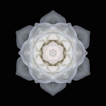 Flower Mandala, manipulated image created by multiplying section of plant into a complete geometric shape.