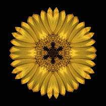 Flower Mandala, manipulated image created by multiplying section of plant into a complete geometric shape.