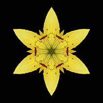 Flower Mandala, manipulated image created by multiplying section of plant into a complete geometric shape.