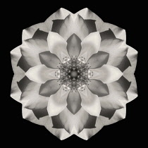 Flower Mandala, manipulated image created by multiplying section of plant into a complete geometric shape.