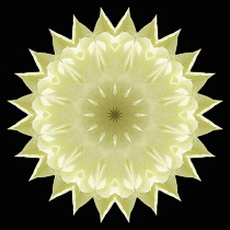 Flower Mandala, manipulated image created by multiplying section of plant into a complete geometric shape.