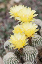 Cactus, Golden easter Lily cactus, Echinopsis aurea var. leucomalla, yellow flowers on top of spiky plant.