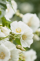 Abutilon - White abutilon, Abutilon vitifolium var. album,