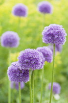 Allium, Allium 'His Excellency'