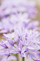 Allium, Allium 'Eros'