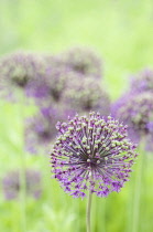 Allium, Allium Hollandicum 'Purple Sensation'